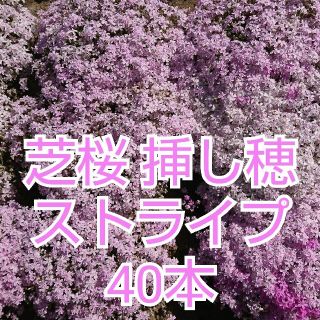 芝桜 挿し穂 ストライプ 40本(その他)