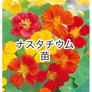 ◎無農薬◎ ナスタチウム 苗2株 + オマケ(その他)