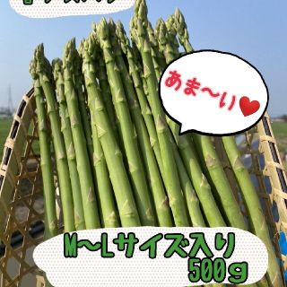 グリーンアスパラガス　500㌘(野菜)