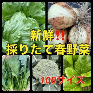 4月27日発送‼️野菜セット新玉ねぎ入❗️採れたて野菜を100サイズでお届け‼️(野菜)