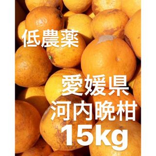 愛媛県産　低農薬　宇和ゴールド　河内晩柑　柑橘　15kg(フルーツ)