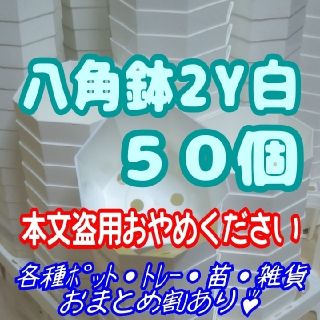 《2Y》カネヤ 八角鉢 白 50個 プラ鉢 多肉植物 プレステラ(プランター)