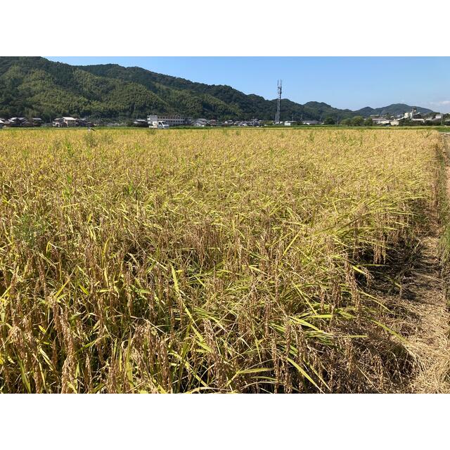 令和3年度 高知県産コシヒカリ 20kg玄米　精米無料!