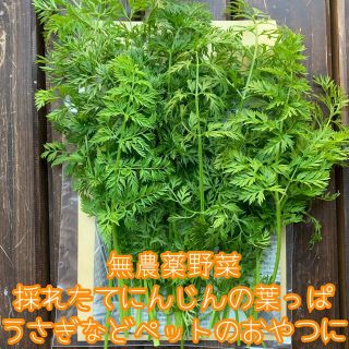 増量＆限定特別価格✨採れたて無農薬野菜＊にんじんの葉っぱ＊約120g＊うさぎ(野菜)