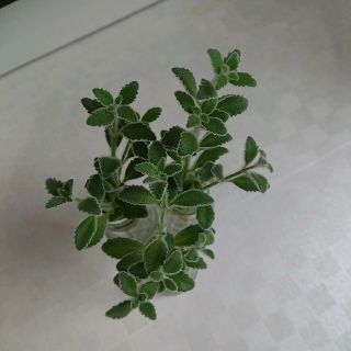 多肉植物 アロマティカス パステルミント 根付き(その他)