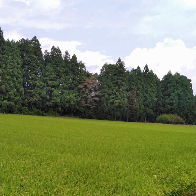 新米令和3年産栃木県特一等米コシヒカリ、30キロ玄米、無農薬にて作りあげたお米でのサムネイル