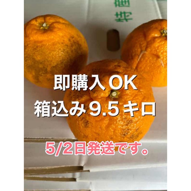 不知火みかんB品箱込み9.5キロ-me.com.kw