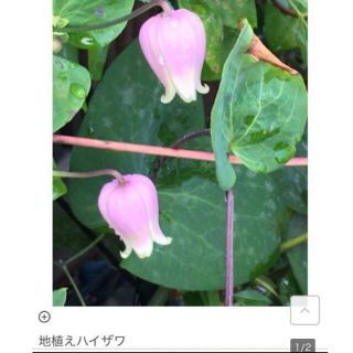 クレマチス　壺型　苗⑤ GW期間お値下げ中　これで最後！(その他)