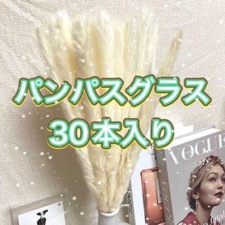 パンパスグラス ホワイト30本 ドライフラワー　テールリード　送料込み(ドライフラワー)