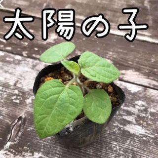 食用ほおずき　太陽の子　苗(その他)