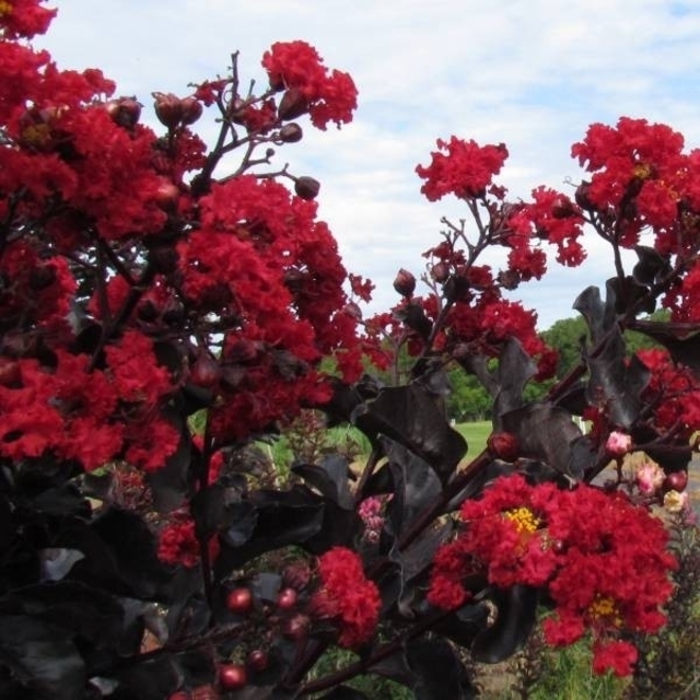 🌼夏空の情熱的な赤🌼サルスベリ・ブラックパール・レッド🌼シンボルツリーに! ハンドメイドのフラワー/ガーデン(その他)の商品写真