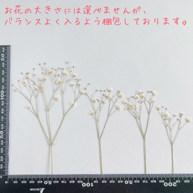 ⚠️よしだ様専用ページ⚠️【押花】かすみ草〈ホワイト(自然色)〉 ハンドメイドのフラワー/ガーデン(その他)の商品写真