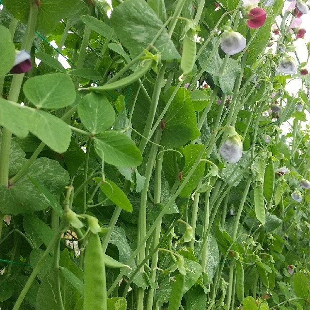 新鮮野菜 10種類の乾燥野菜おまかせMIX 150g×1袋 簡単お手軽超便利 食品/飲料/酒の食品(野菜)の商品写真