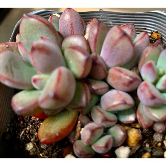 多肉植物★パープルドリーム 抜き苗★SALE中❗️