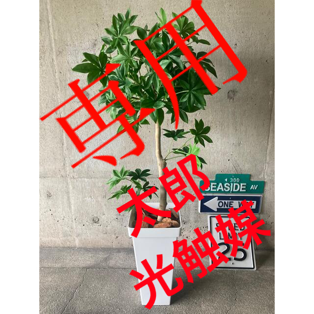 光触媒 人工観葉植物 ウォールグリーン フェイク フラワー バオバブの