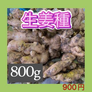 土、日発送‼️生姜種800gをコンパクトBOXでお届け❗️(野菜)