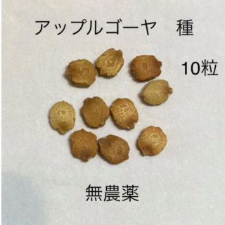 アップルゴーヤ　種　10粒　2021年採取　無農薬　家庭菜園(野菜)