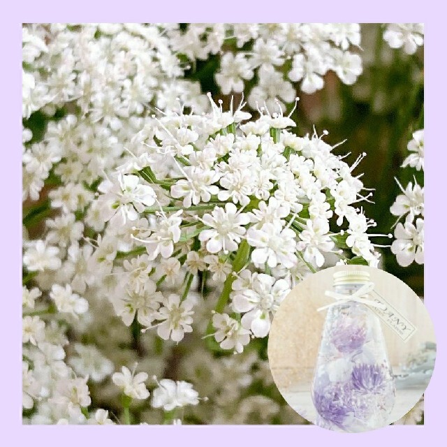 育て方付き❀切り花や花材にも人気の*ホワイトレースフラワー*花の種 ハンドメイドのフラワー/ガーデン(その他)の商品写真