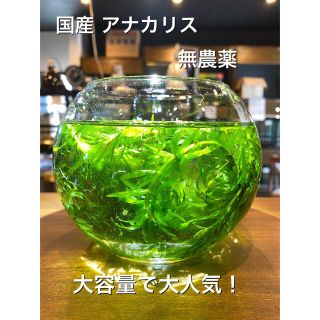 アナカリス 50ｇ 大量！無農薬！お買い得！ (アクアリウム)