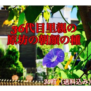 38代目の原坊の朝顔の種30粒(プランター)