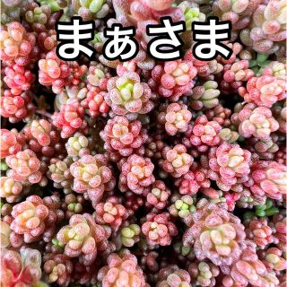 まぁ様専用コーラルカーペット薄紅蓮華(その他)