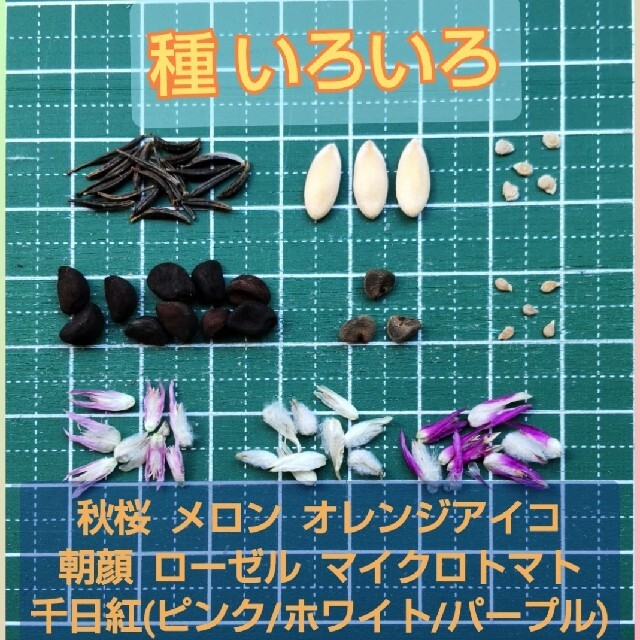 【増量中】種 いろいろ 5種選択 ローゼル・千日紅・ニゲラ・オダマキなど ハンドメイドのフラワー/ガーデン(プランター)の商品写真