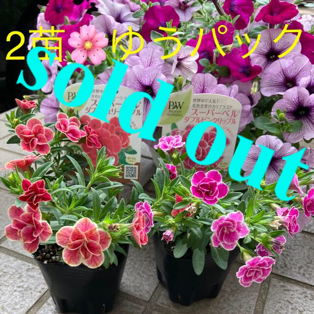 🌸sold out🌸《カリブラコア苗 ダブルピンクリップル♡チェリー ...