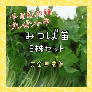 みつば ×５苗完全無農薬(その他)