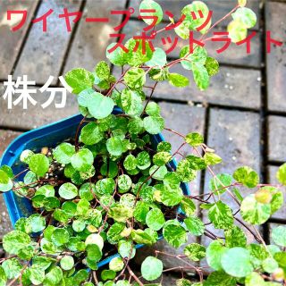 ワイヤープランツ　スポットライト　斑入り　苗　株分け　観葉植物(その他)