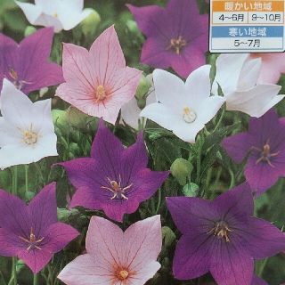 花の種        桔梗ミックス＋オマケ(その他)