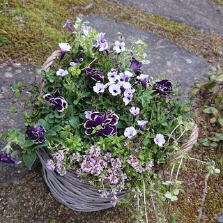 寄せ植え 花 ペチュニア花衣黒真珠 2個セット