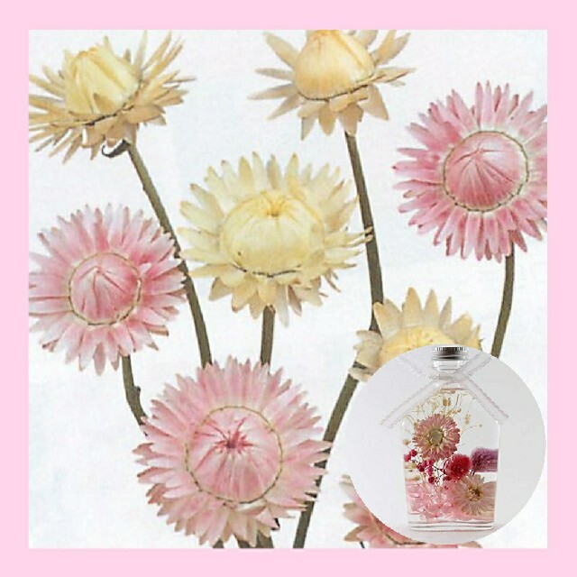 育て方付き❀ドライフラワーにも*ヘリクリサムパステルmix*花の種 ハンドメイドのフラワー/ガーデン(ドライフラワー)の商品写真