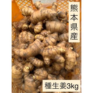 熊本県産　種生姜3kg  もうすぐ終了です！(野菜)