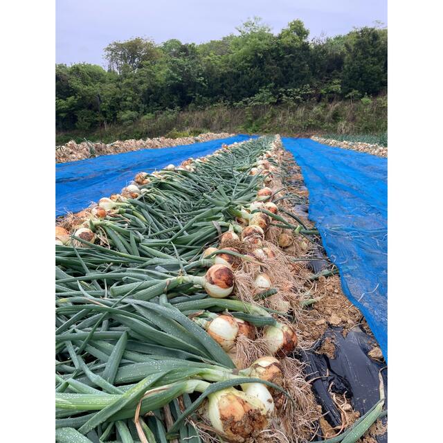 新玉ねぎ 食品/飲料/酒の食品(野菜)の商品写真