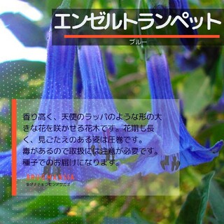 ネコポス　エンゼルトランペットNo.08☆ブルー☆　種子8粒(その他)