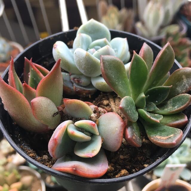 高級感 多肉植物 エケベリア 交配種 キビフローラ×メタリカ 抜き苗