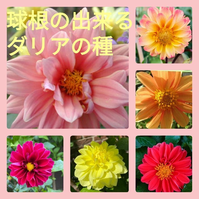 育て方付き❀球根の出来る*キュートなダリアの種*花の種 ハンドメイドのフラワー/ガーデン(その他)の商品写真