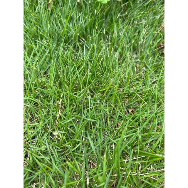 芝生　ネコポスいっぱい ハンドメイドのフラワー/ガーデン(その他)の商品写真