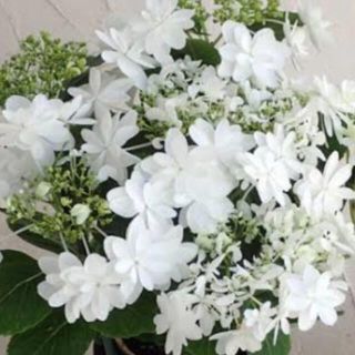 紫陽花(ドライフラワー)