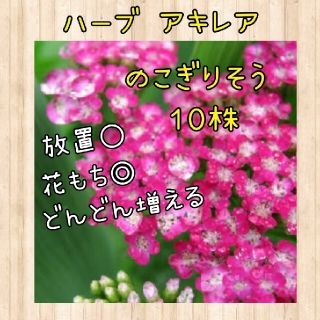 花苗 アキレア          ノコギリソウ 10株set(プランター)