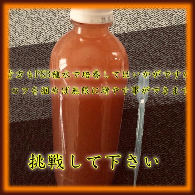 予約販売】本 PSBプランツ 500ml 光合成細菌 rmladv.com.br 予約販売】本 PSBプランツ 500ml 光合成細菌 rmladv.com.br