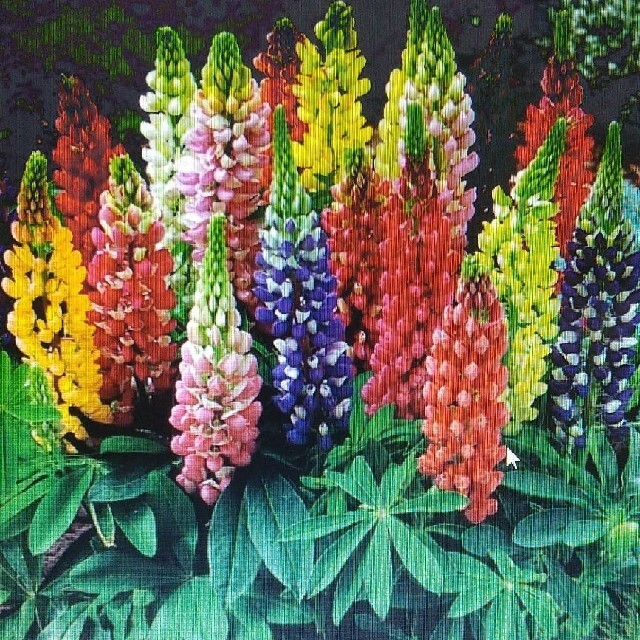 花の種          ３種類 ハンドメイドのフラワー/ガーデン(その他)の商品写真