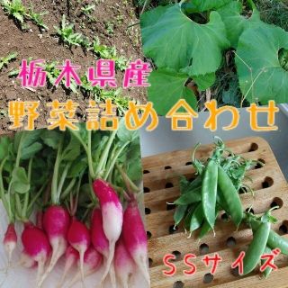 野菜詰め合わせBOX【SS】(野菜)