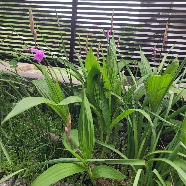 紫蘭　球根付き抜き苗　2株 ハンドメイドのフラワー/ガーデン(プランター)の商品写真