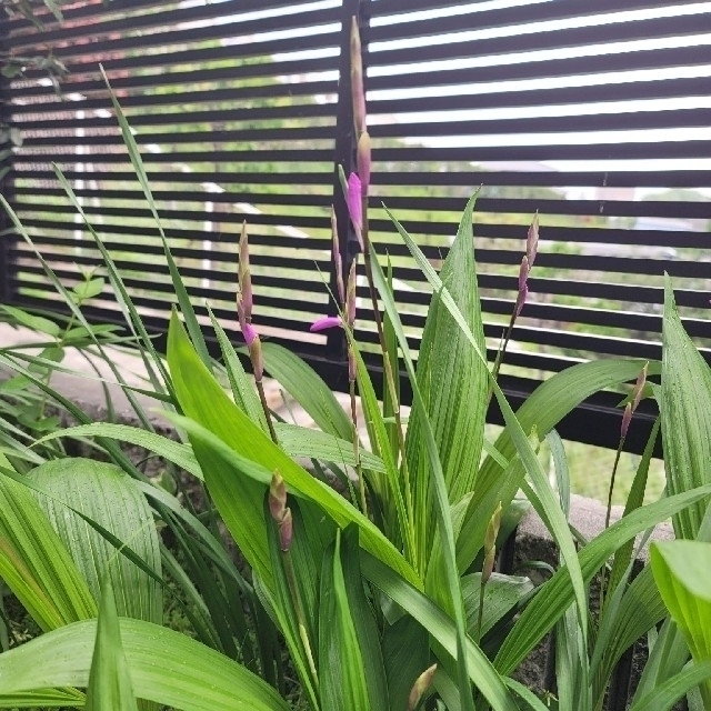 紫蘭　球根付き抜き苗　2株 ハンドメイドのフラワー/ガーデン(プランター)の商品写真