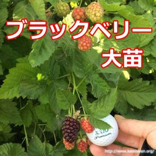 ■花芽付き ブラックベリー苗 トゲ無しボイセンベリー大苗 無農薬栽培♪(その他)