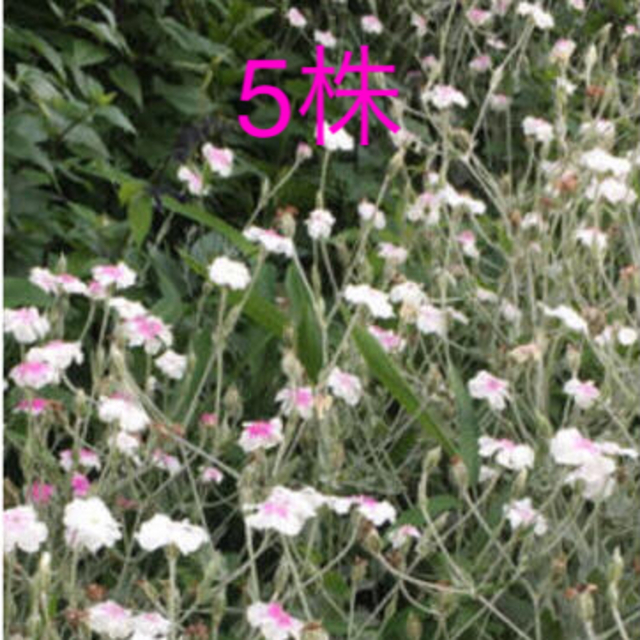 リクニスコロナリア　フランネル草　抜き苗　5本 ハンドメイドのフラワー/ガーデン(プランター)の商品写真