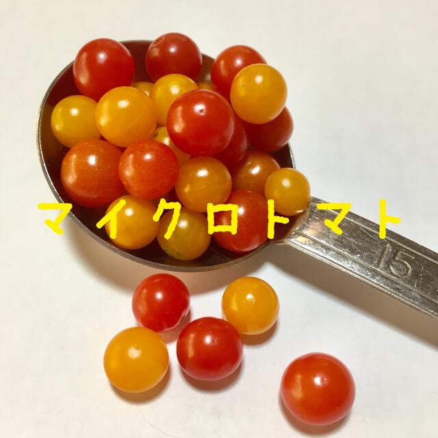 マイクロトマト 種 (赤色 ・黄色) ハンドメイドのフラワー/ガーデン(その他)の商品写真