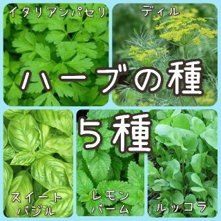 【ハーブのタネ】5種 種子 種 セット(その他)