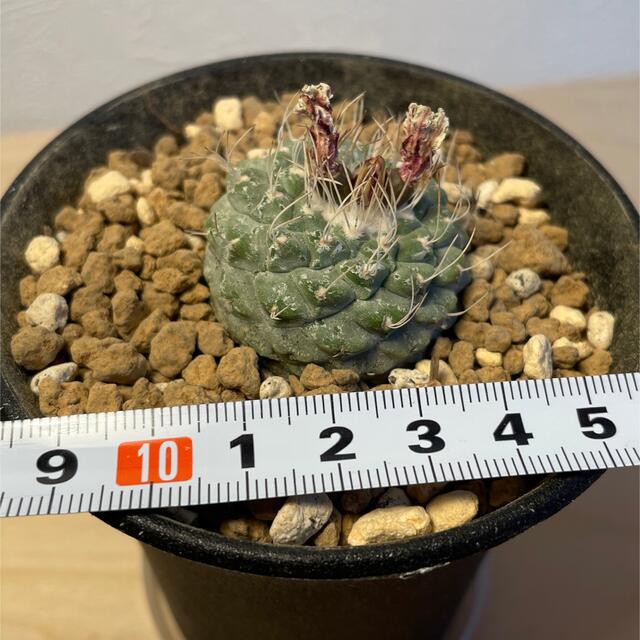 菊水 ストロンボカクタス 実生 5年以上 サボテン 菊水 ストロンボカクタス 実生 5年以上 サボテン